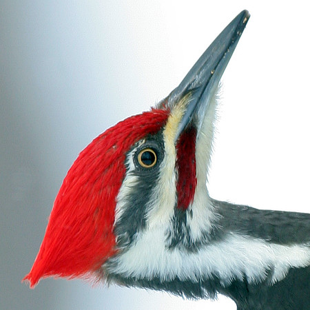 Pileated Woodpecker (Dryocopus pileatus) male