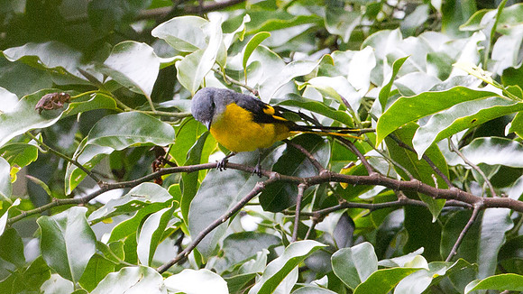 Grey-chinned Minivet (Pericrocotus solaris) female