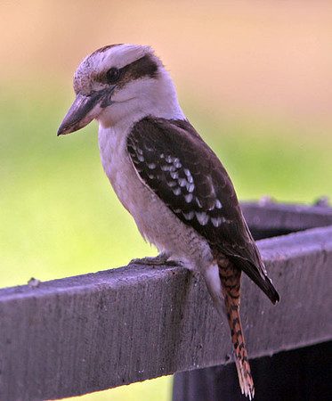Laughing Kookaburra (Dacelo novaeguineae)