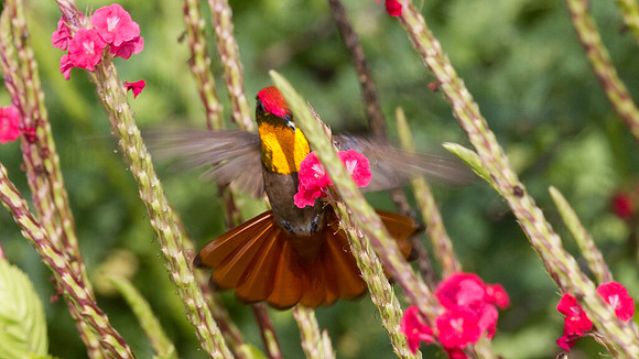 Ruby-topaz Hummingbird (Chrysolampis mosquitus) male