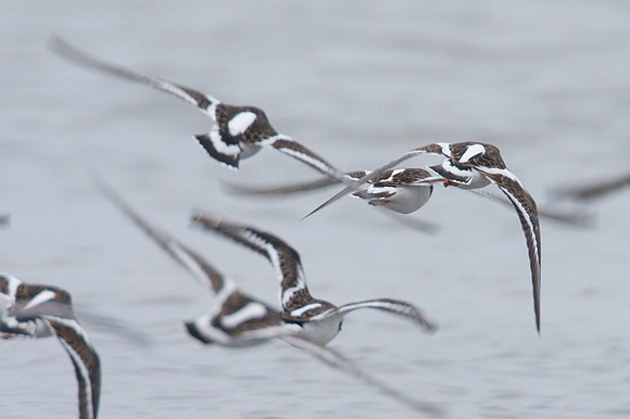 Ruddy Turnstone (Arenaria Interpres)