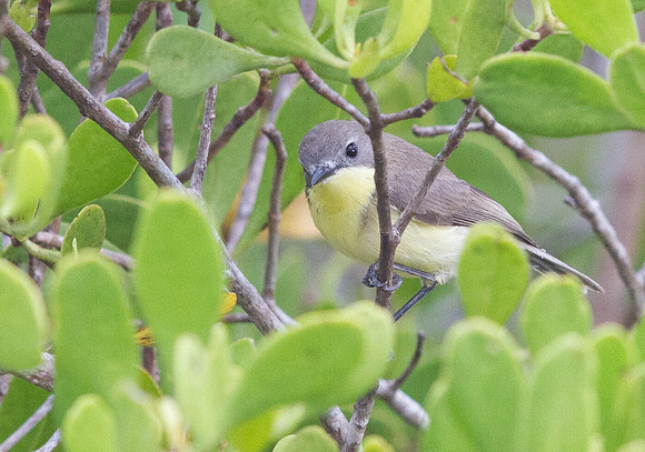 Golden-bellied gerygone (Gerygone sulphurea)