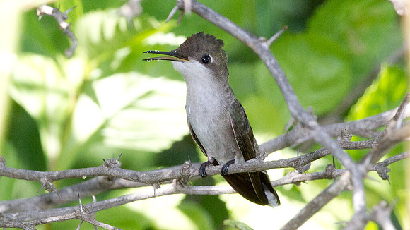 Ruby-topaz Hummingbird (Chrysolampis mosquitus)