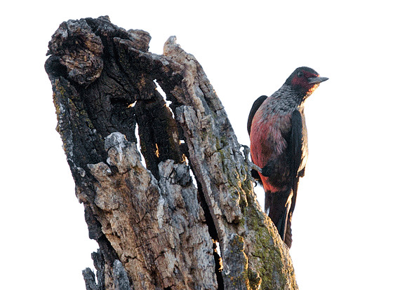 Lewis's Woodpecker (Melanerpes lewis)