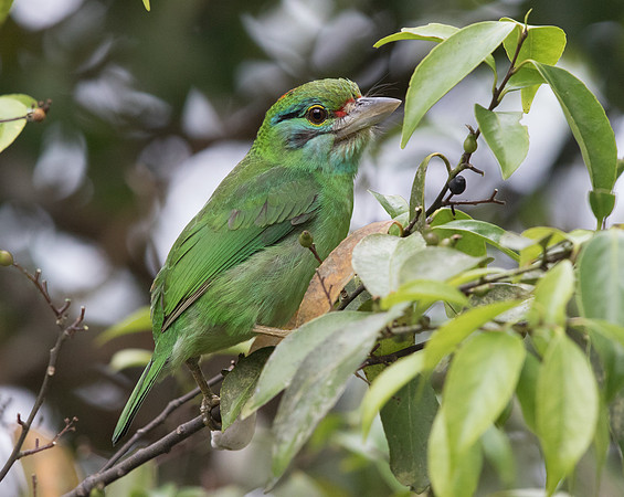 Moustached barbet (Megalaima incognita)