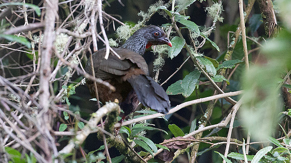 Andean Guan (Penelope montagnii)