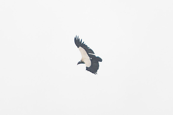 King Vulture (Sarcoramphus papa)