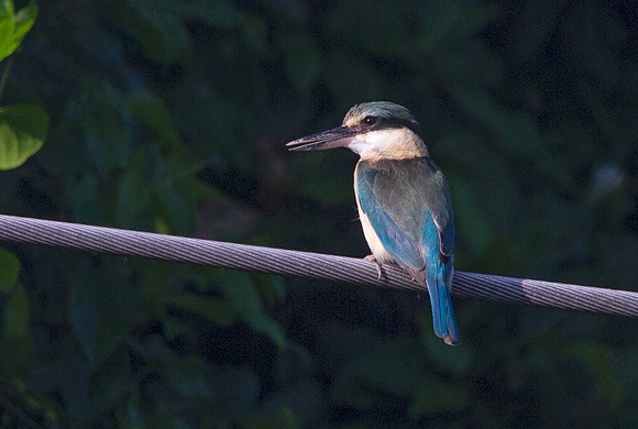 Sacred kingfisher (Todiramphus sanctus)