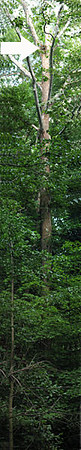 Red-shouldered Hawk (Buteo lineatus) nest