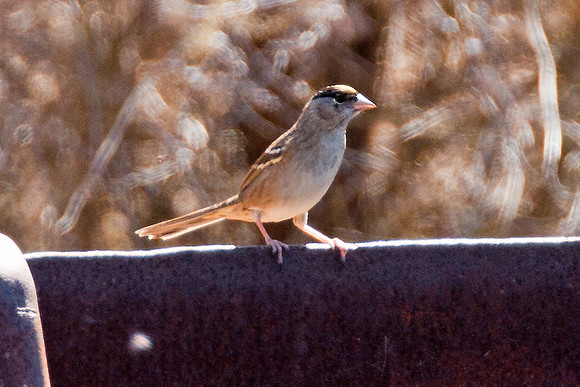 Golden-crowned Sparrow (Zonotrichia atricapilla)