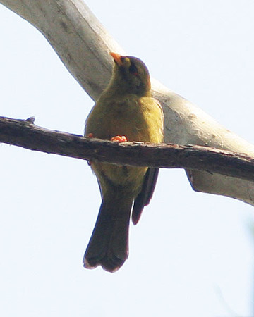Bell Miner (Manorina melanophrys) also known as Bellbird