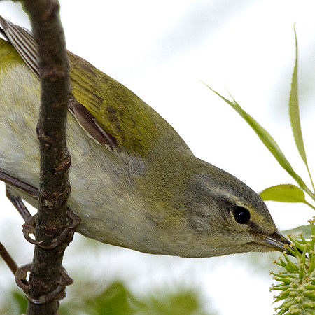 Tennessee Warbler (Vermivora peregrina)