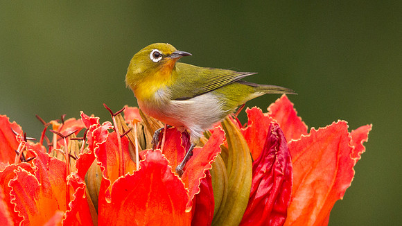 Japanese White-eye (Zosterops japonicus)