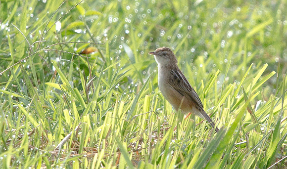 Zitting cisticola (Cisticola juncidis)