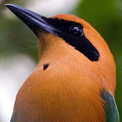 Rufous Motmot (Baryphthengus martii)