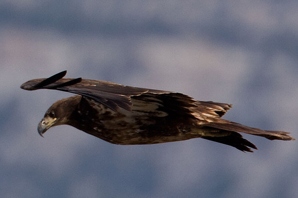 Bald Eagle (Haliaeetus leucocephalus) immature
