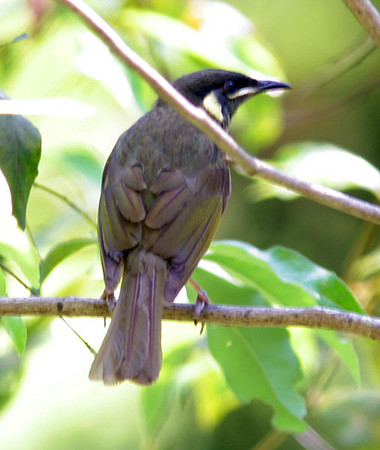 Lewin's Honeyeater (Meliphaga lewinii)