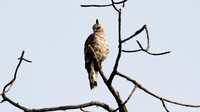 Wallace's Hawk-Eagle (Aigle De Wallace)