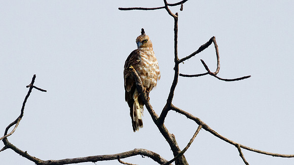 Wallace's Hawk-Eagle (Aigle De Wallace)