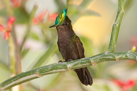 Antillean Crested Hummingbird (Orthorhyncus cristatus)
