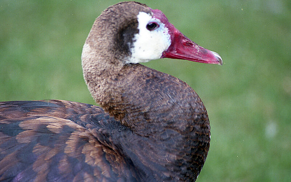 White-faced Whistling-duck (Dendrocygna viduata)