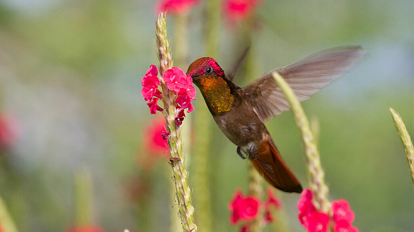Ruby-topaz Hummingbird (Chrysolampis mosquitus) male