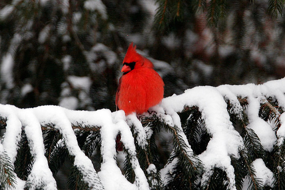 Northern Cardinal (Cardinalis cardinalis) male; also known as Common Cardinal