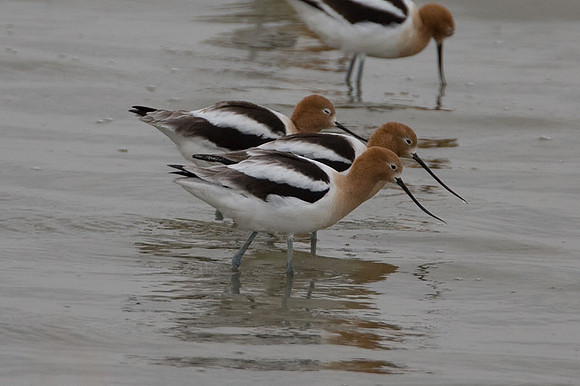 American Avocet (Recurvirostra americana)