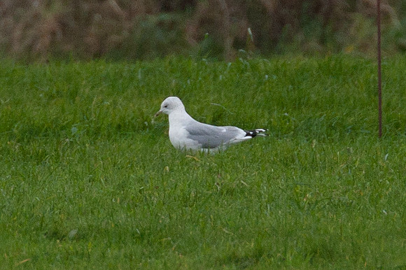 Common Gull (Larus canus)