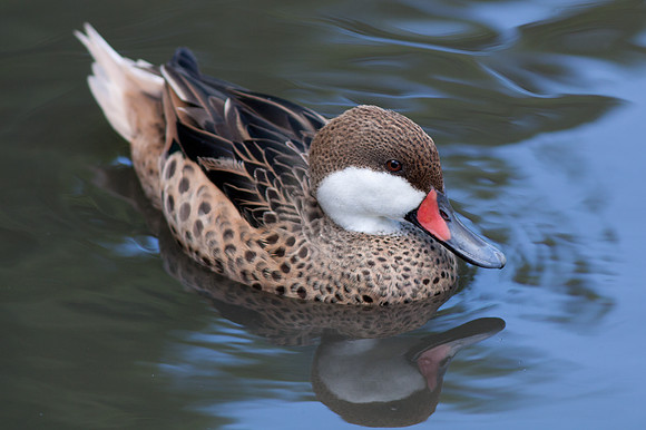 White cheeked Pintail (Anas bahamensis)