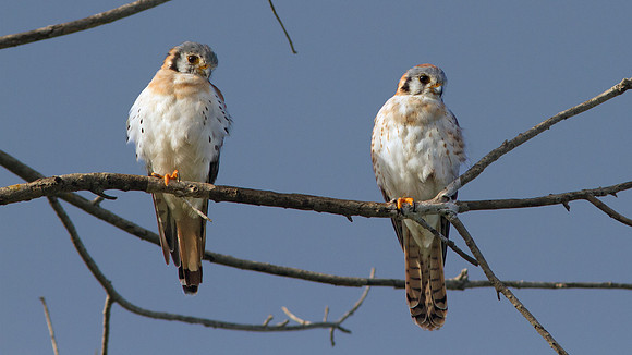 American Kestrel (Falco sparverius)