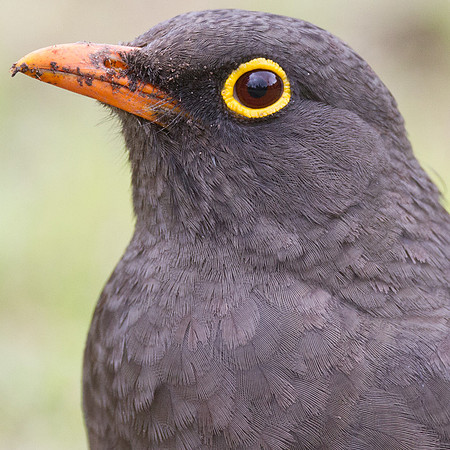 Great Thrush (Turdus fuscater)