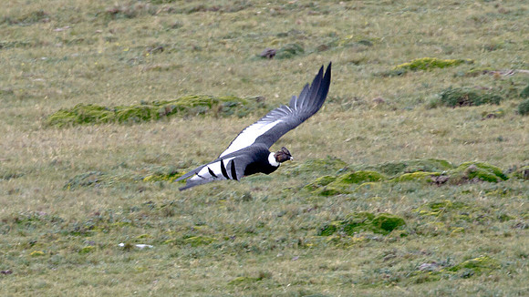 Andean Condor (Vultur gryphus)
