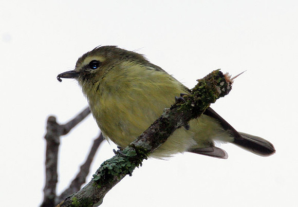Yellow-winged Vireo (Vireo carmioli)