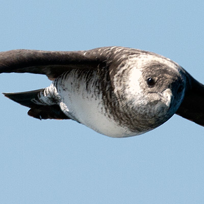 Long-tailed Jaeger (Stercorarius longicaudus) also known as Long-tailed Skua