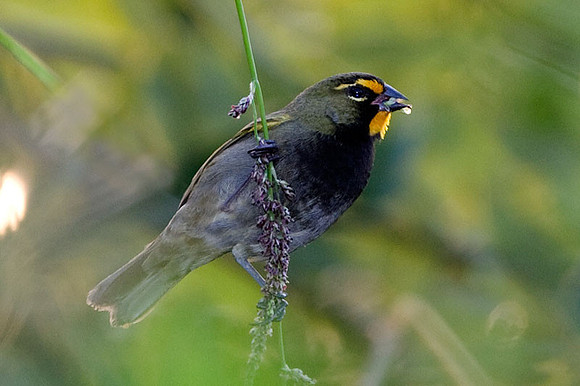 Yellow-faced Grassquit (Tiaris olivaceus) male