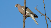 Bare-eyed Pigeon (Patagioenas corensis)
