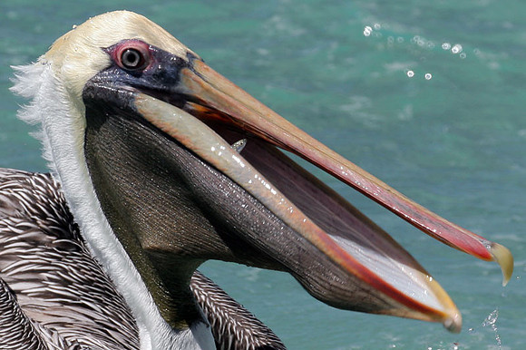Brown Pelican (Pelecanus occidentalis)