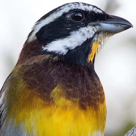 Western Spindalis - Spindalis zena benedicti, Male