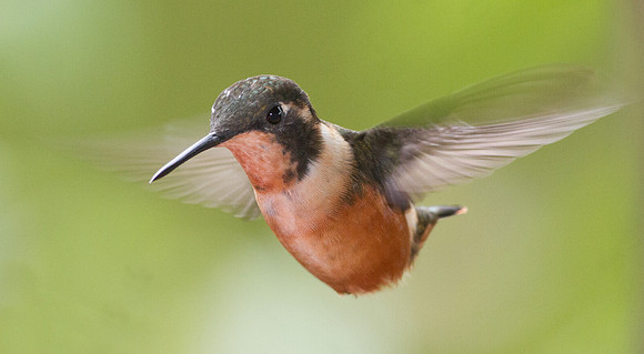 Purple-throated Woodstar (Calliphlox mitchellii) female