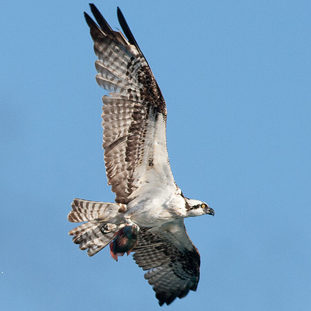 Osprey (Pandion haliaetus)