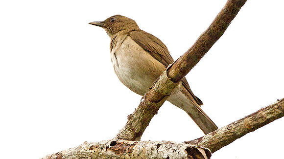 Hauxwell's Thrush (Turdus hauxwelli)