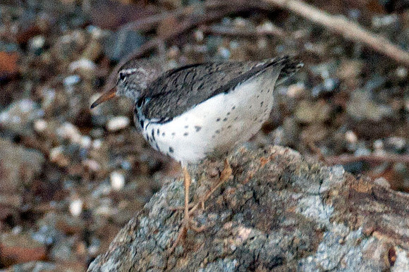 Spotted Sandpiper (Actitis macularius)