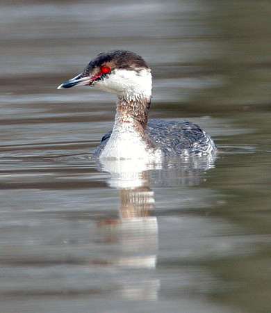 Horned Grebe (Podiceps auritus) winter plumage; also known as Slavonian Grebe