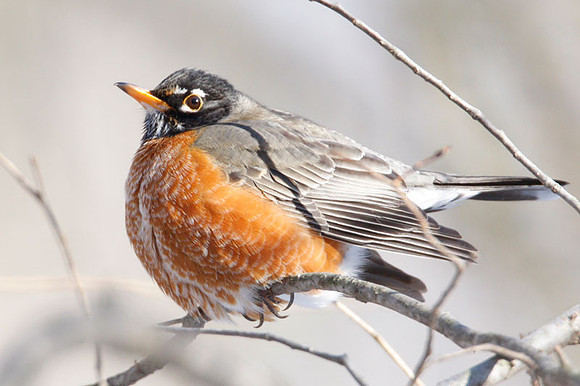 American Robin (Turdus migratorius) also known as North American Robin