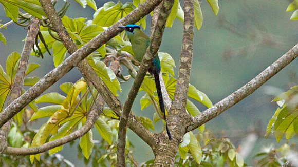Highland Motmot (Momotus momota)