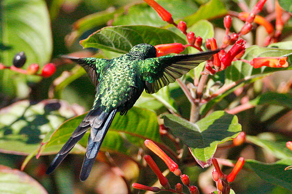 Cozumel Emerald (Chlorostilbon forficatus) male