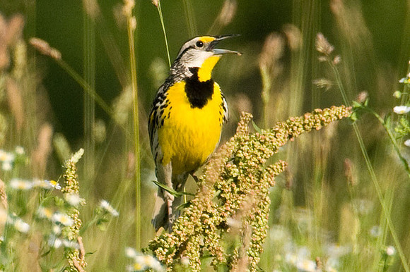 Eastern Meadowlark (Sturnella magna)