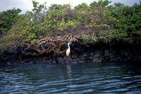 Great Blue Heron (Ardea herodias)