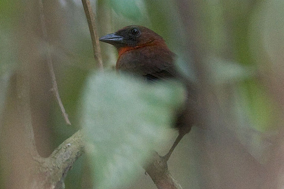 Red-throated Ant-tanager (Habia fuscicauda)